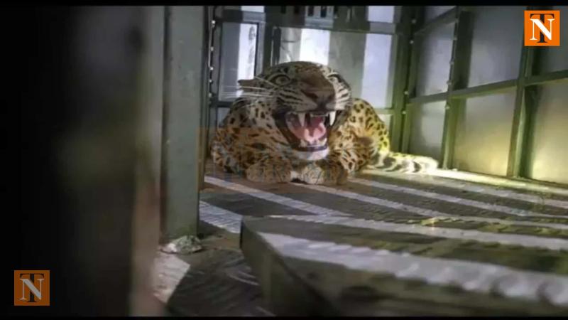 Leopard Captured in Koradi Colony After Days of Fear Among Residents